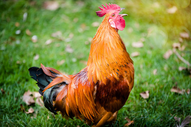 Cocoricoooo ! Le coq Maurice a gagné son procès, il pourra continuer de chanter...